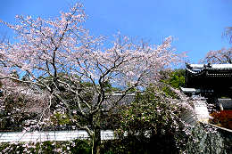 千光寺のしだれ桜