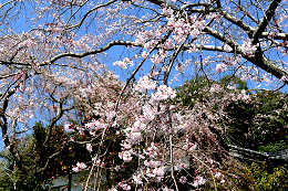千光寺のしだれ桜